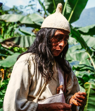 Inheemse man onderzoekt plant