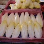 Witloofstronken in bakken