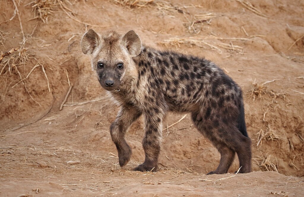 Gevlekte hyena geboren in Zoo Planckendael