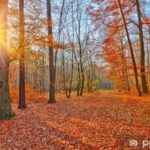 Bos in de herfst. De bomen hebben gele en oranje bladeren. De zon schijnt.