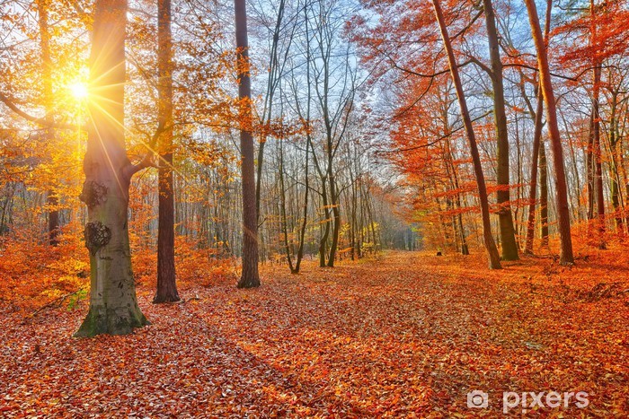 Bos in de herfst. De bomen hebben gele en oranje bladeren. De zon schijnt.