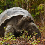 Galapagos reuzenschildpad