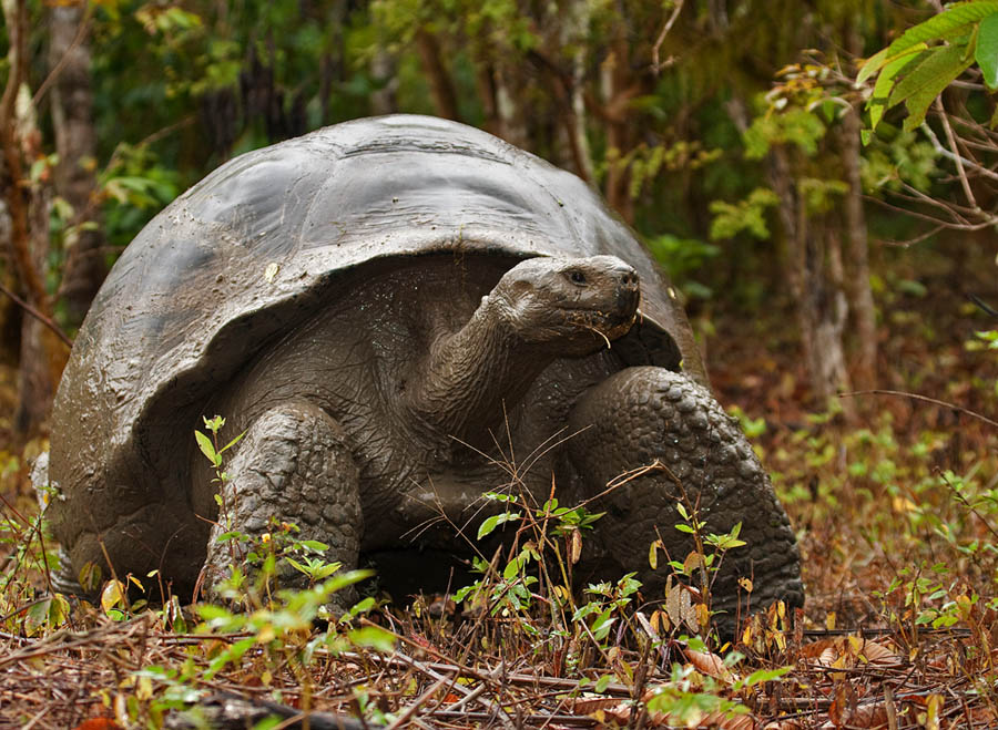 Galapagos reuzenschildpad
