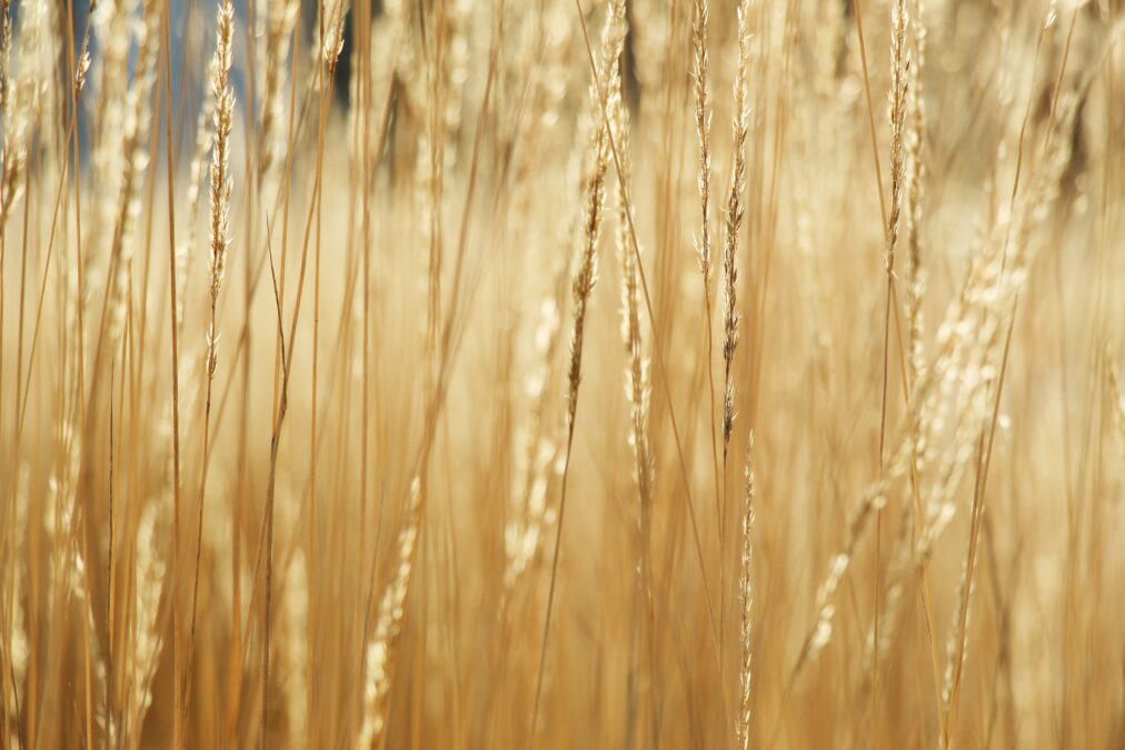 Planten